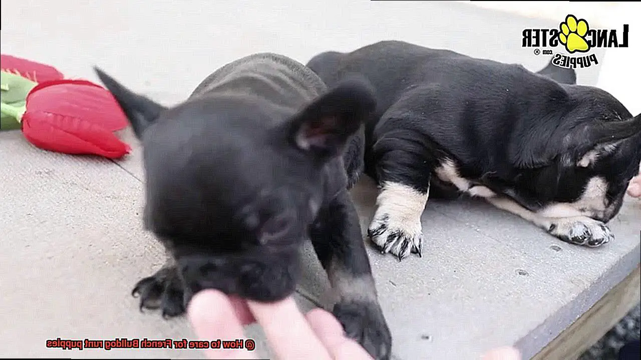 How to care for French Bulldog runt puppies-3