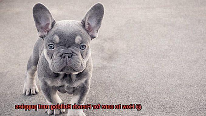 How to care for French Bulldog runt puppies-2