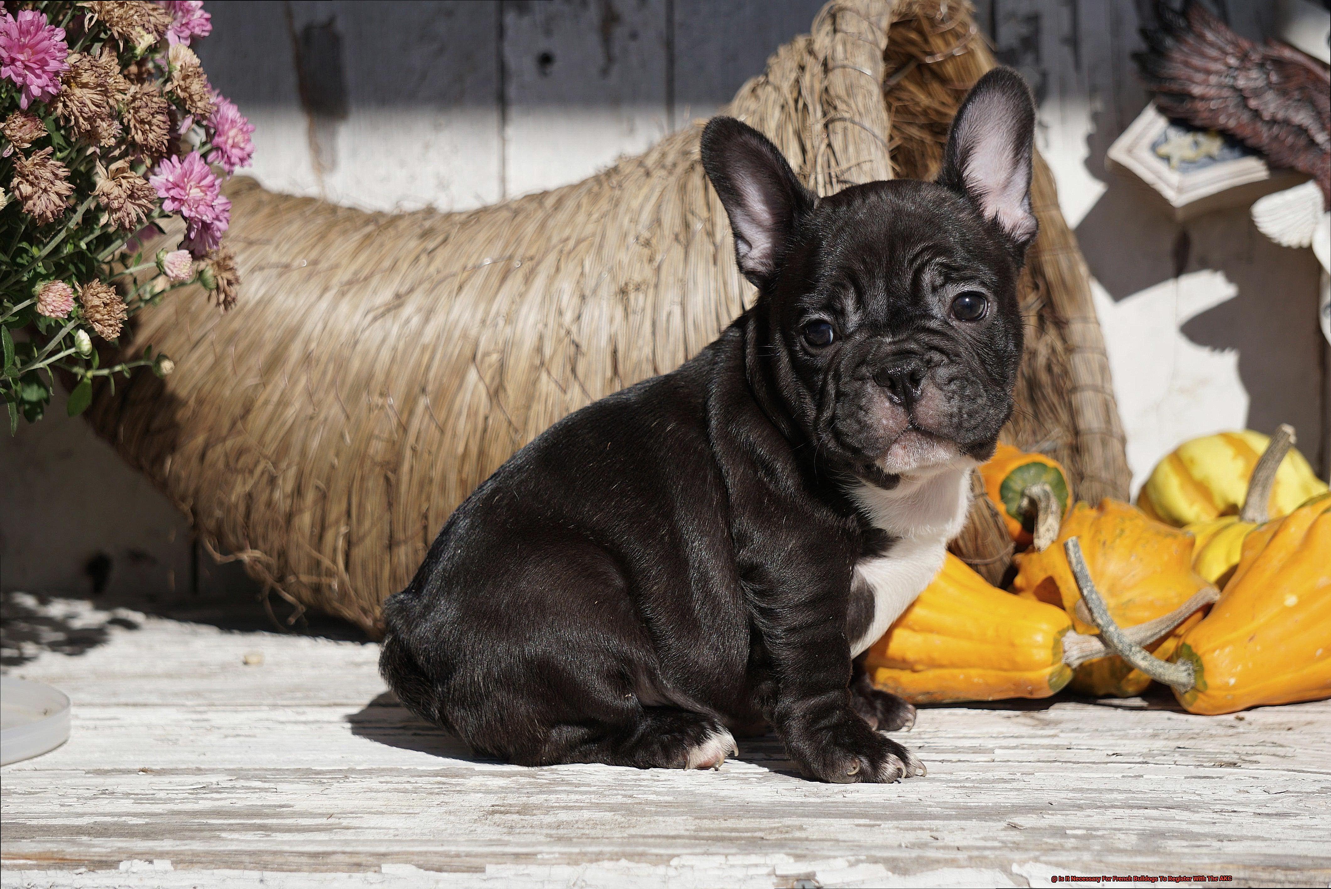 Is It Necessary For French Bulldogs To Register With The AKC-4