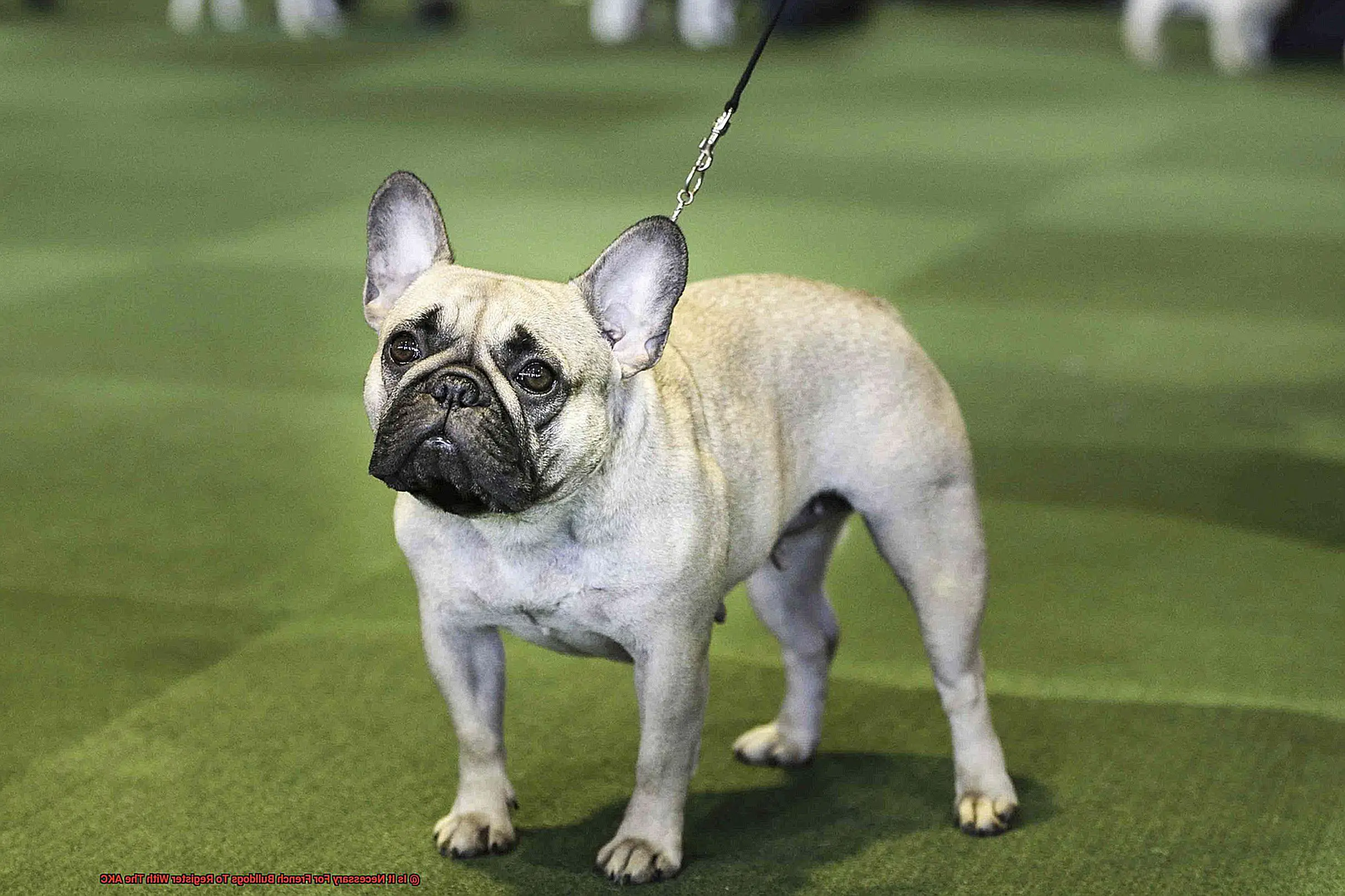 Is It Necessary For French Bulldogs To Register With The AKC-6
