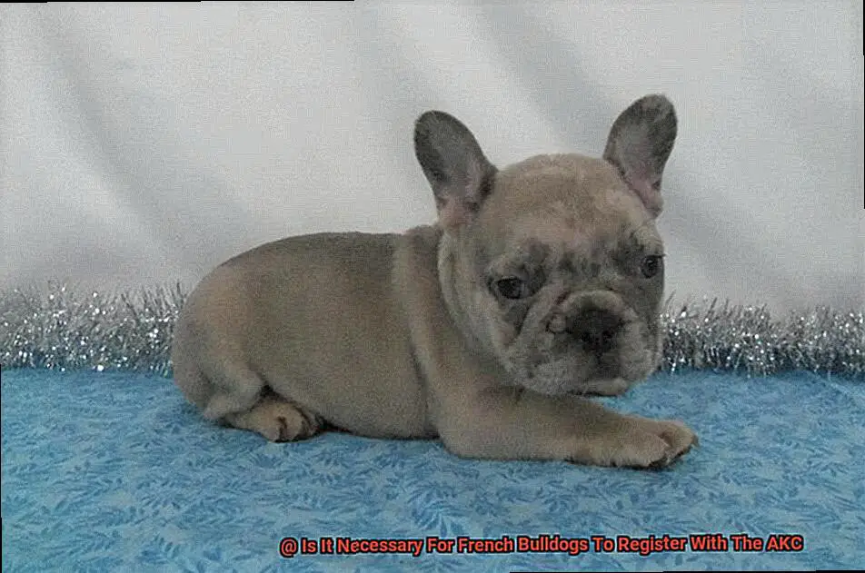 Is It Necessary For French Bulldogs To Register With The AKC-3
