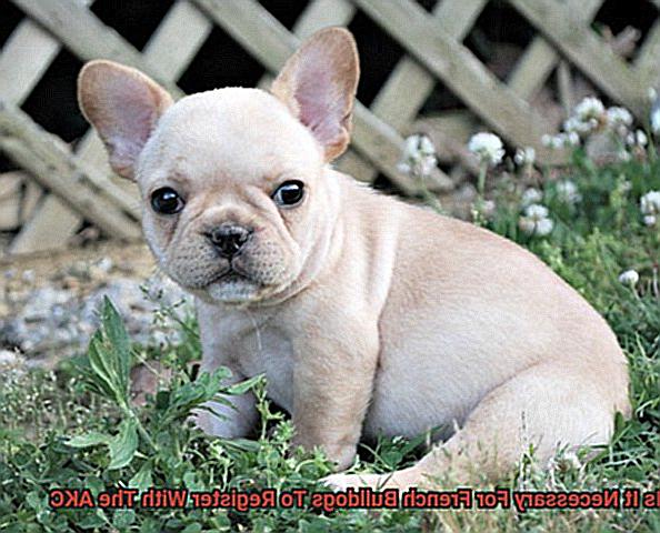 Is It Necessary For French Bulldogs To Register With The AKC-2