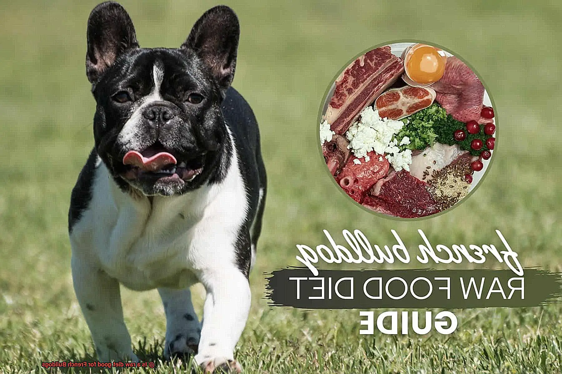 Is a raw diet good for French Bulldogs-3