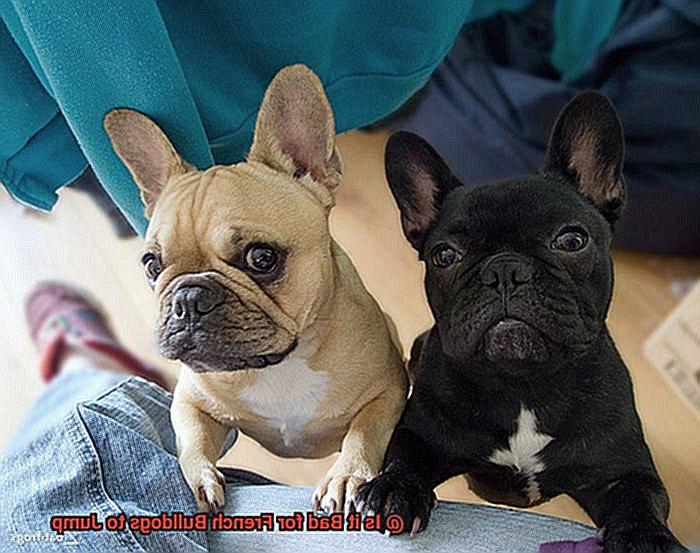 Is it Bad for French Bulldogs to Jump-3