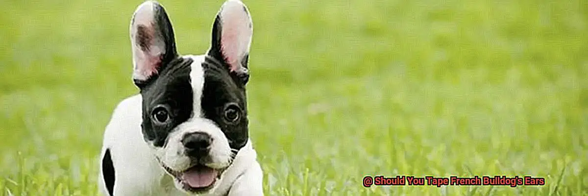 Should You Tape French Bulldog's Ears-3