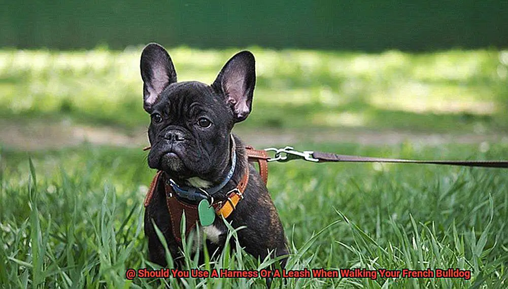 Should You Use A Harness Or A Leash When Walking Your French Bulldog-3