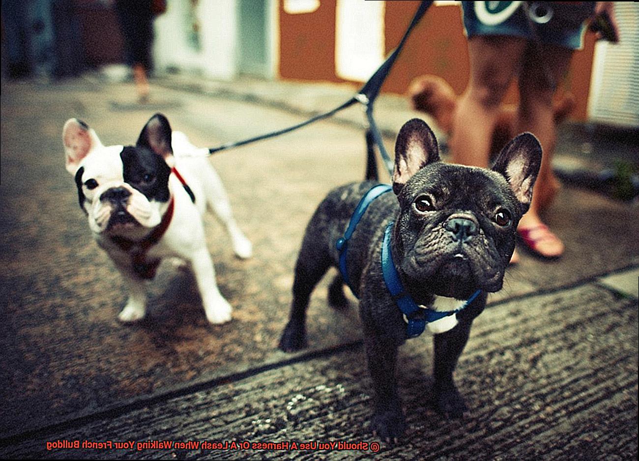Should You Use A Harness Or A Leash When Walking Your French Bulldog-2