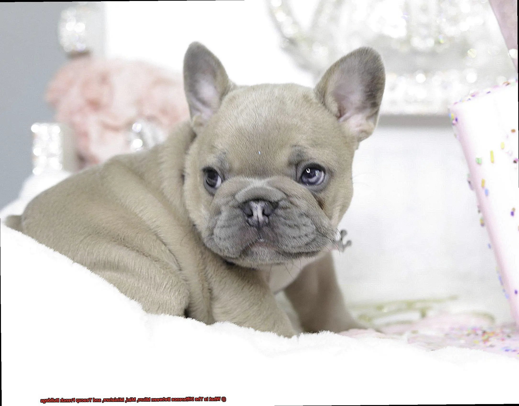 What Is The Difference Between Micro, Mini, Miniature, and Teacup French Bulldogs-2