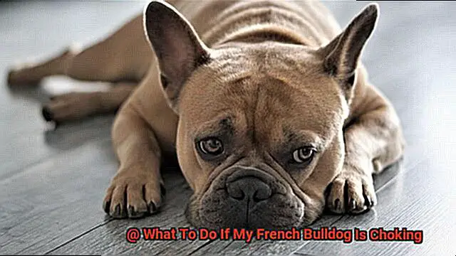 What To Do If My French Bulldog Is Choking-6