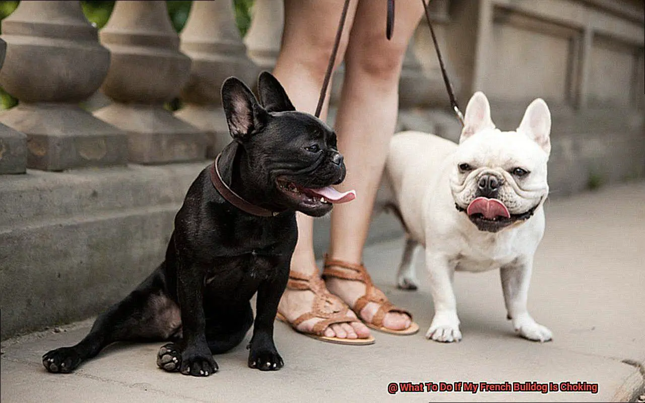 What To Do If My French Bulldog Is Choking-4