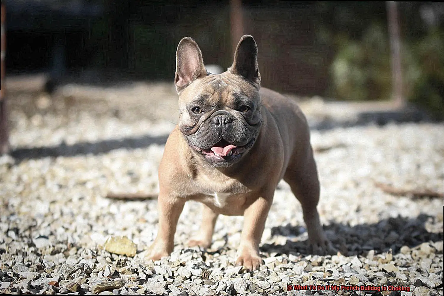 What To Do If My French Bulldog Is Choking-3