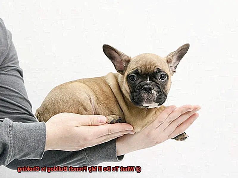 What To Do If My French Bulldog Is Choking-5