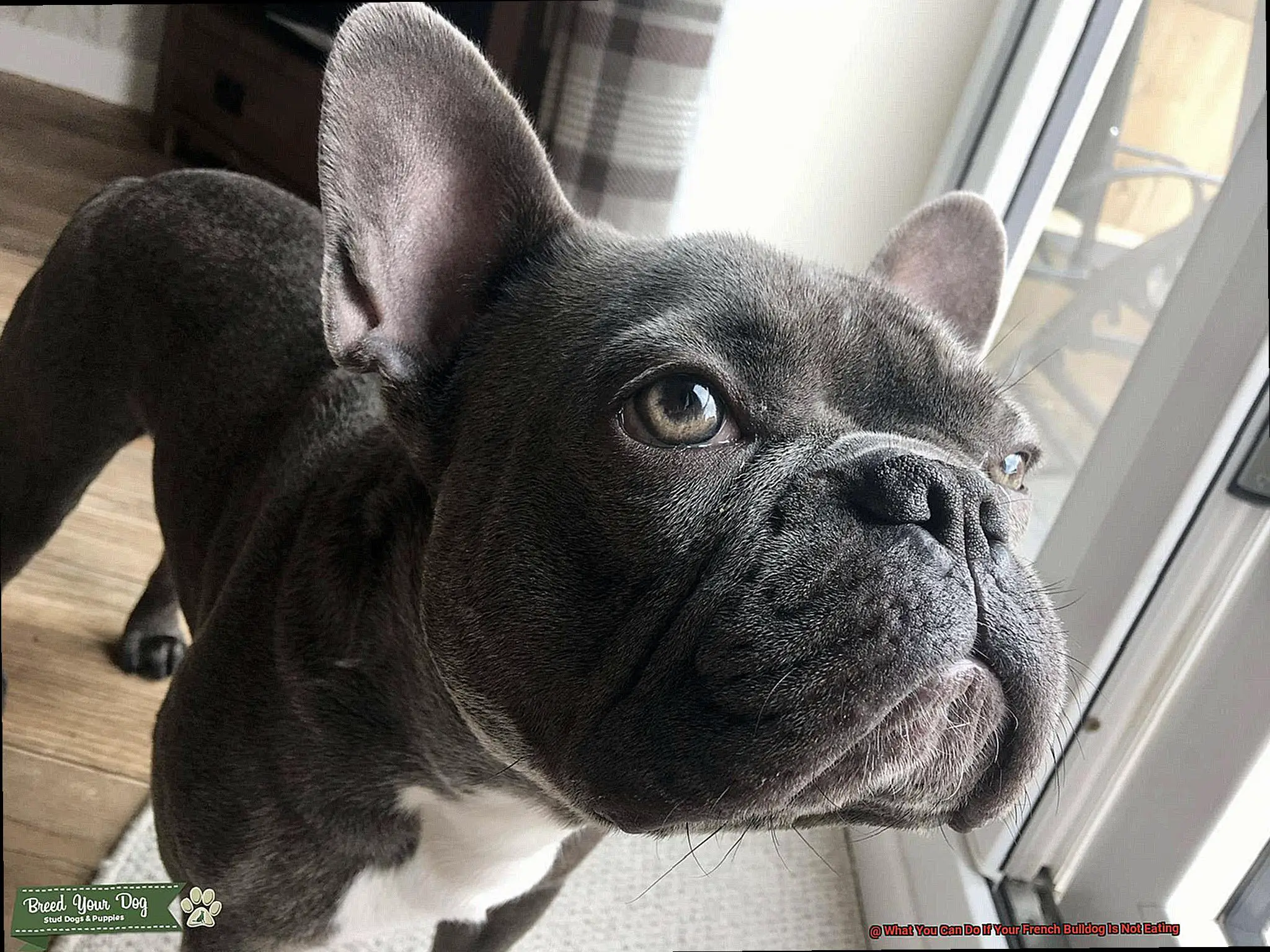 What You Can Do If Your French Bulldog Is Not Eating-3