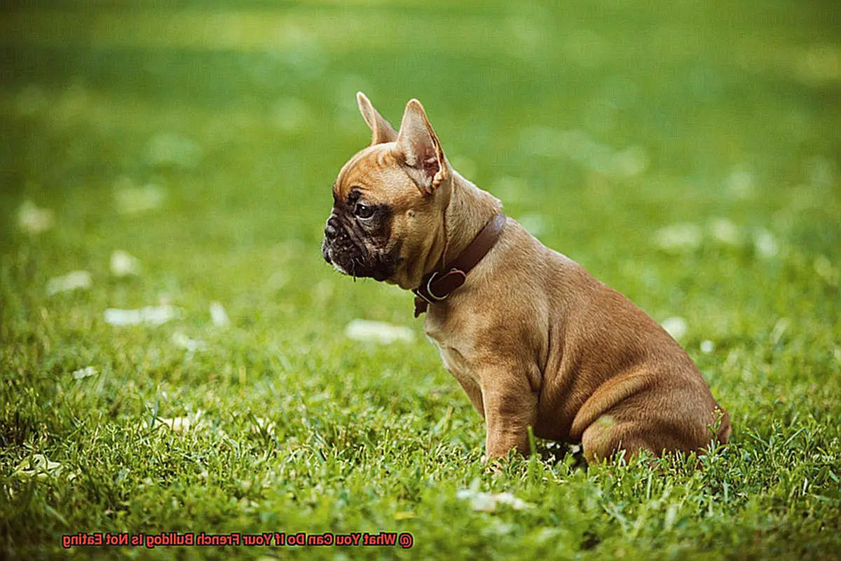 What You Can Do If Your French Bulldog Is Not Eating-4