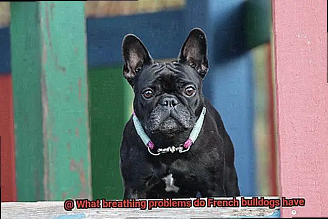 What breathing problems do French bulldogs have-3