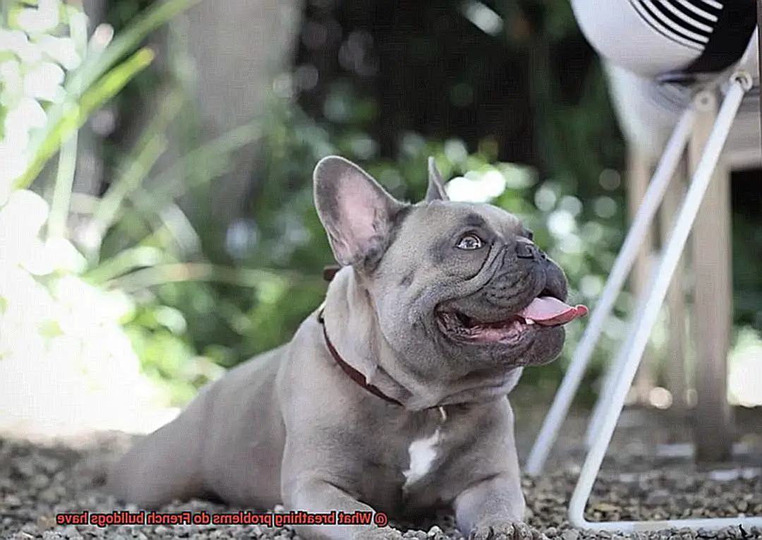 What breathing problems do French bulldogs have-6