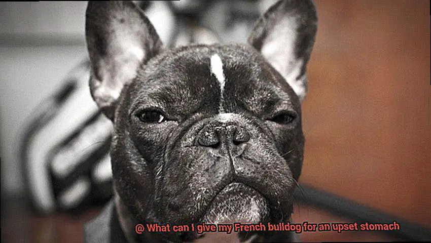 What can I give my French bulldog for an upset stomach-4