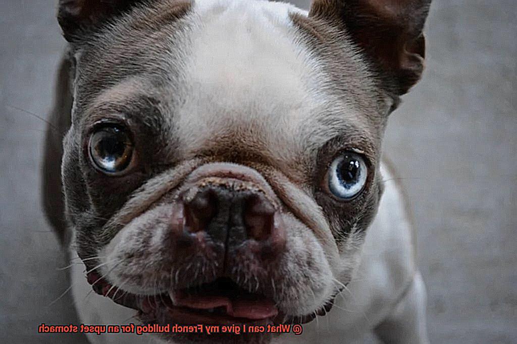 What can I give my French bulldog for an upset stomach-3