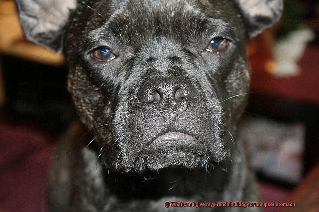 What can I give my French bulldog for an upset stomach-2