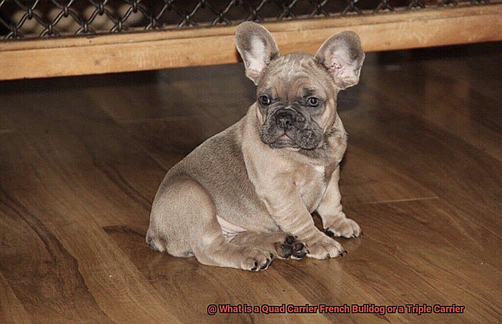 What is a Quad Carrier French Bulldog or a Triple Carrier-3