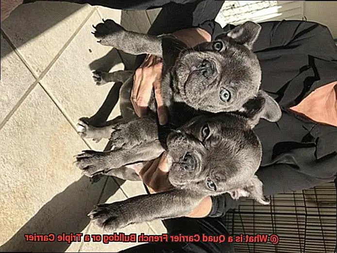 What is a Quad Carrier French Bulldog or a Triple Carrier-4