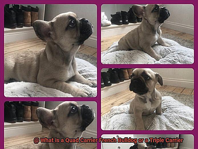 What is a Quad Carrier French Bulldog or a Triple Carrier-5