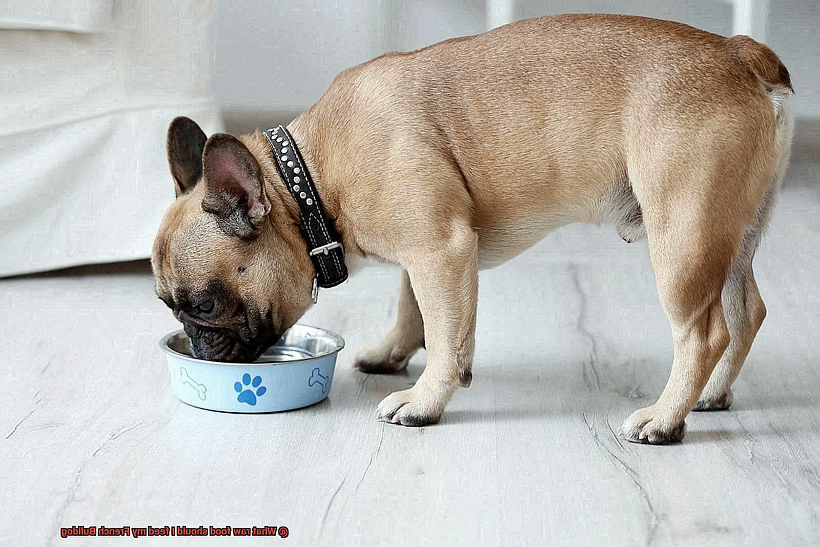 What raw food should I feed my French Bulldog-3