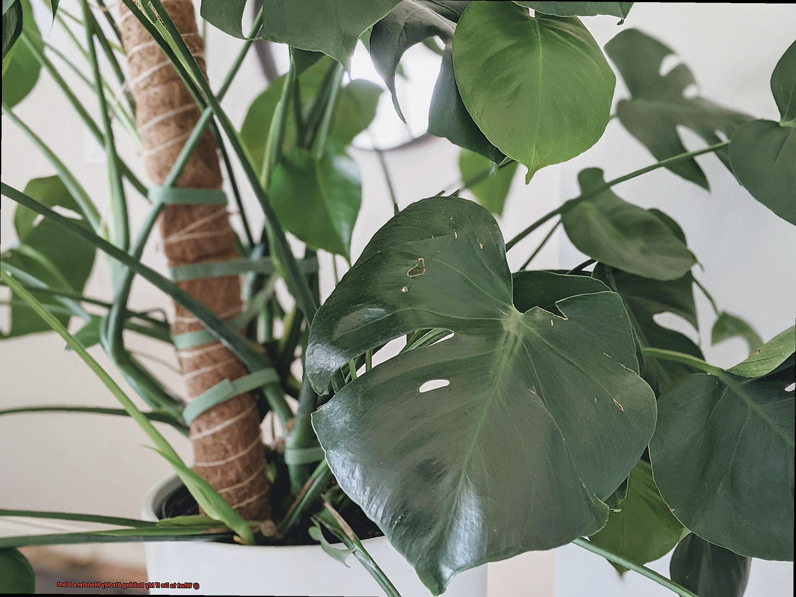 What to Do If My Bulldog Ate My Monstera Plant-2