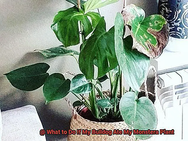 What to Do If My Bulldog Ate My Monstera Plant-3