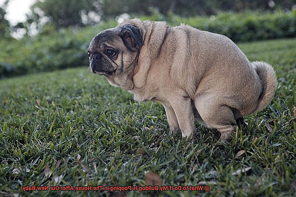 What to Do If My Bulldog Is Pooping in The House After Our New Baby-4