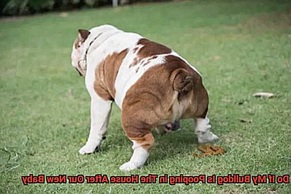 What to Do If My Bulldog Is Pooping in The House After Our New Baby-3