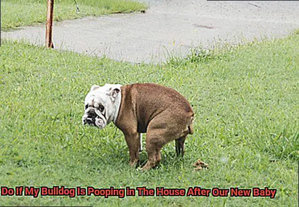 What to Do If My Bulldog Is Pooping in The House After Our New Baby-2