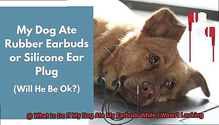 What to Do If My Dog Ate My Earbuds While I Wasn't Looking-9