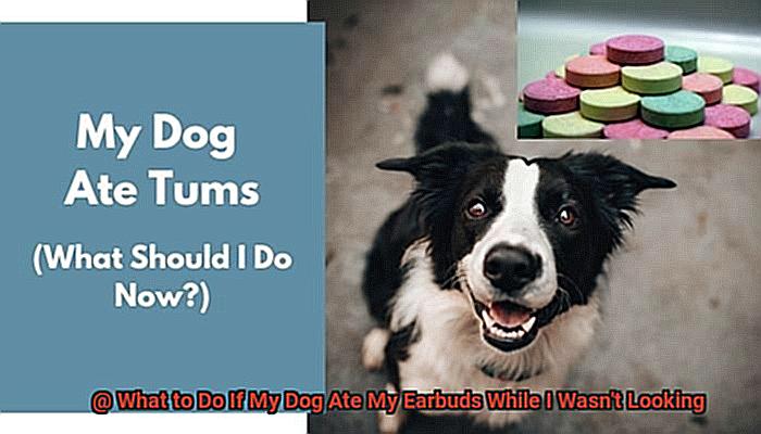 What to Do If My Dog Ate My Earbuds While I Wasn't Looking-7