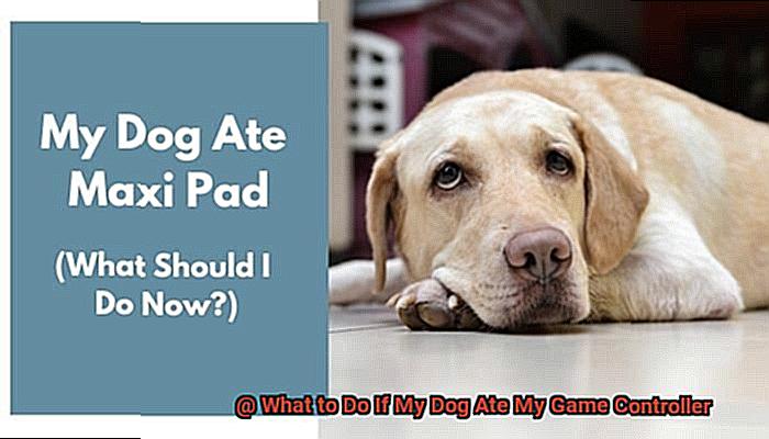 What to Do If My Dog Ate My Game Controller-5