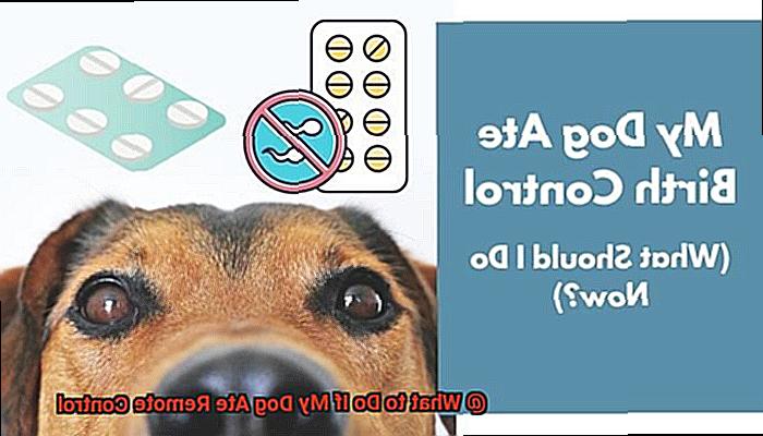 What to Do If My Dog Ate Remote Control-3