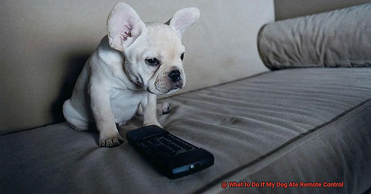 What to Do If My Dog Ate Remote Control-4