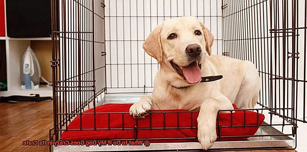 What to Do If My Dog Goes Crazy in Its Crate-5