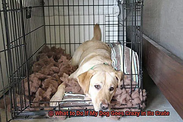 What to Do If My Dog Goes Crazy in Its Crate-6