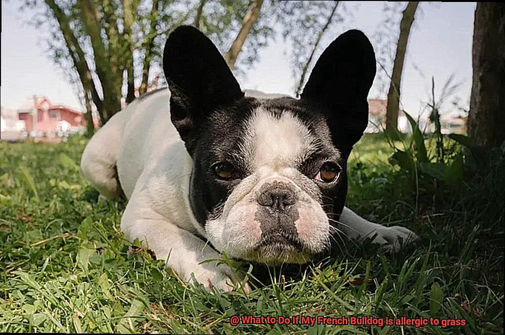 What to Do If My French Bulldog is allergic to grass-2