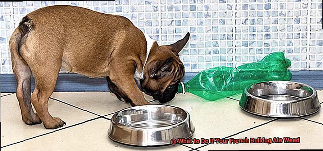 What to Do If Your French Bulldog Ate Weed-8