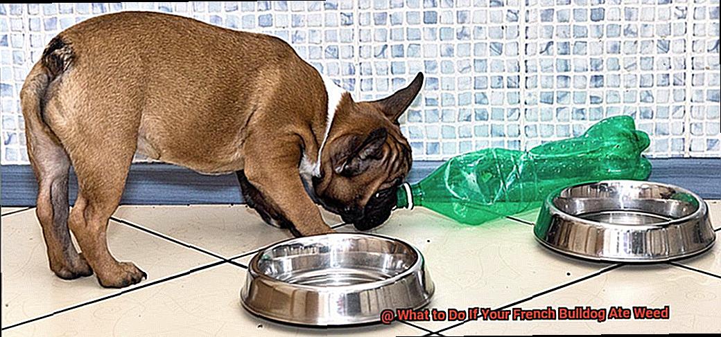 What to Do If Your French Bulldog Ate Weed-8