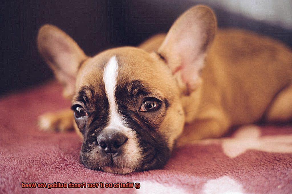 What to Do If Your French Bulldog Ate Weed-5