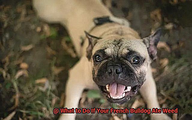 What to Do If Your French Bulldog Ate Weed-3