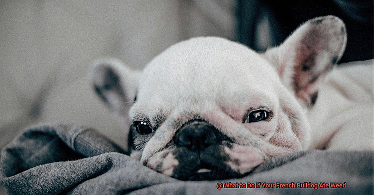 What to Do If Your French Bulldog Ate Weed-4