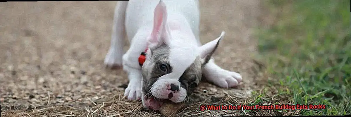 What to Do If Your French Bulldog Eats Rocks-3