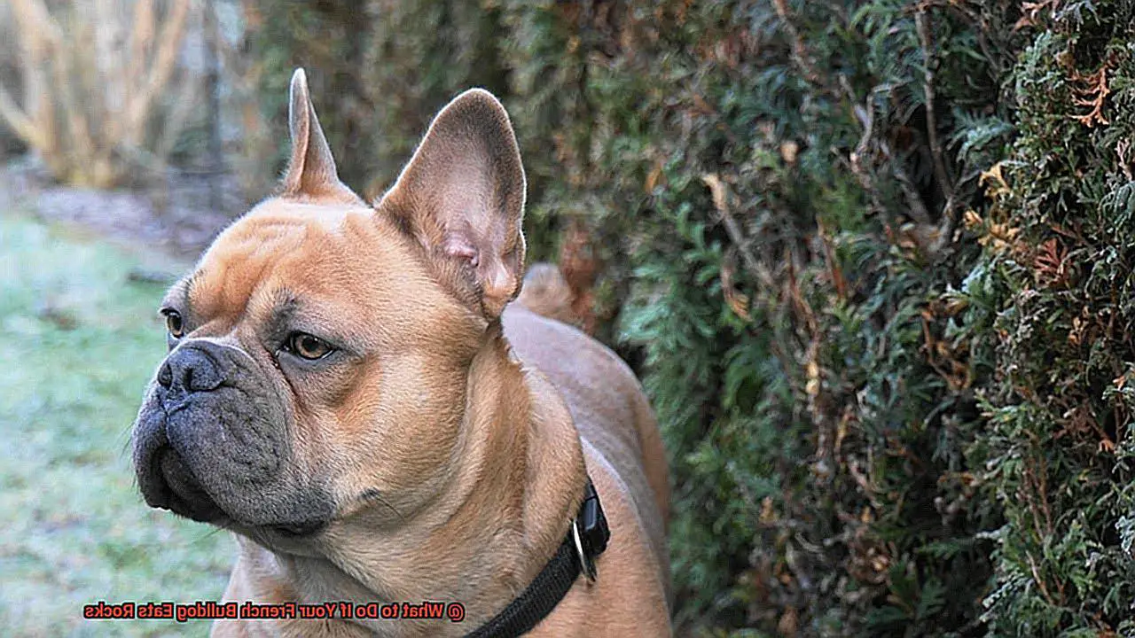 What to Do If Your French Bulldog Eats Rocks-7