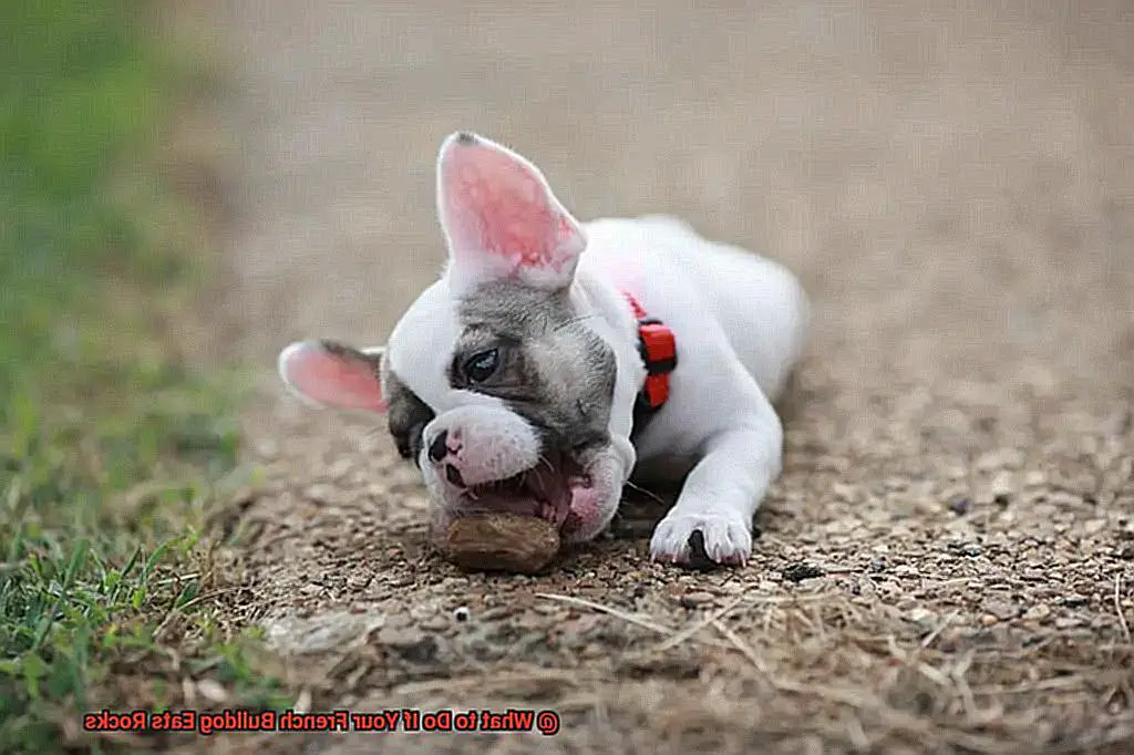 What to Do If Your French Bulldog Eats Rocks-8
