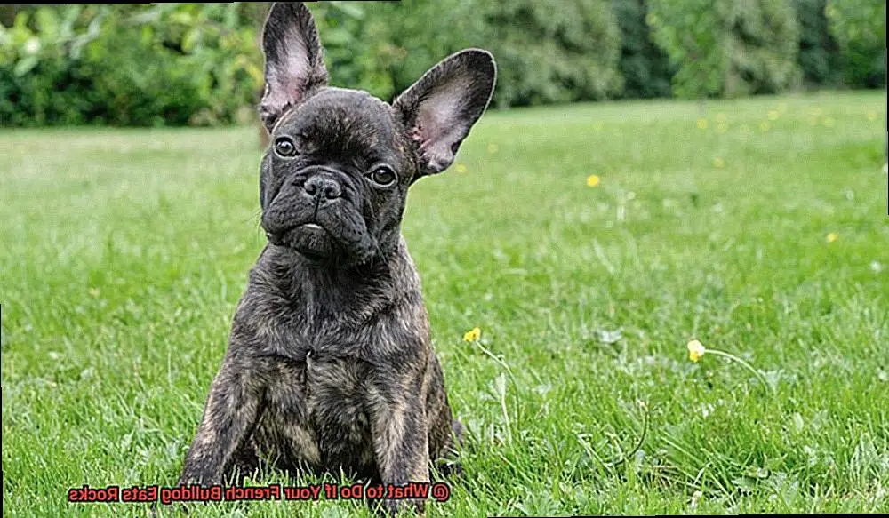 What to Do If Your French Bulldog Eats Rocks-2