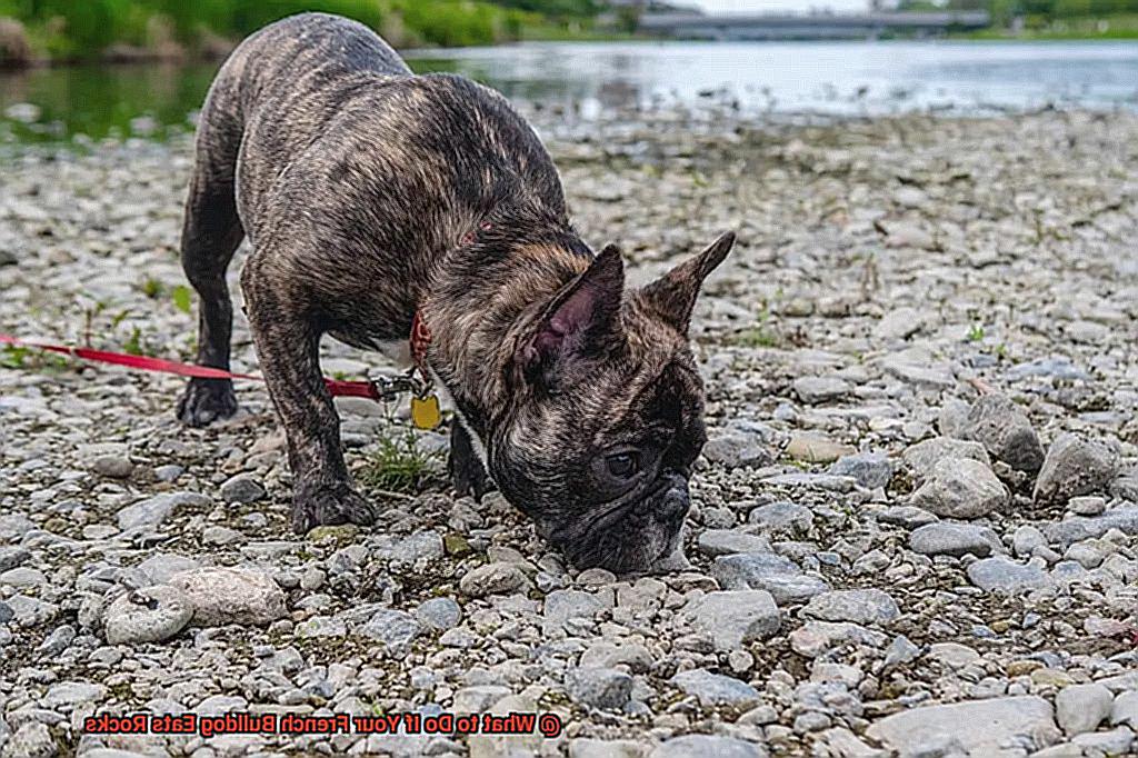 What to Do If Your French Bulldog Eats Rocks-4